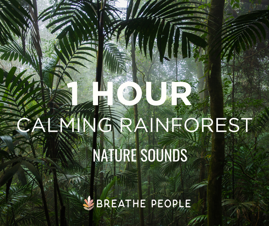 Calming Rainforest Nature Sounds