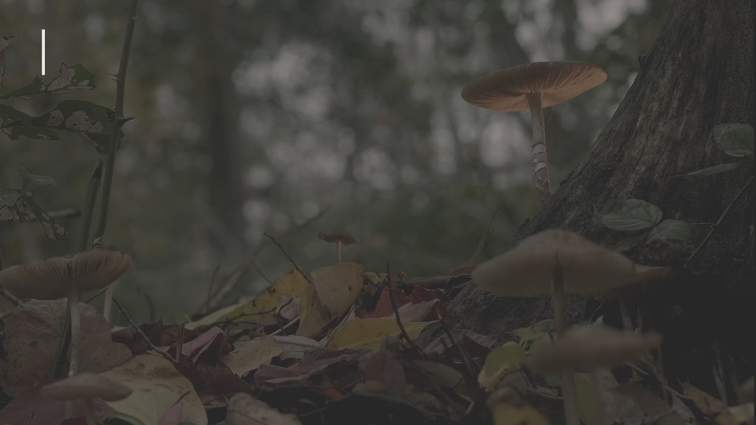 DIY Air Dry Clay Kit- Make Your Own Mushroom Dish